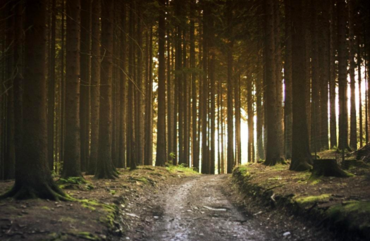 Green Warehouse Practices: Running an Eco-Friendly Storage Warehouse