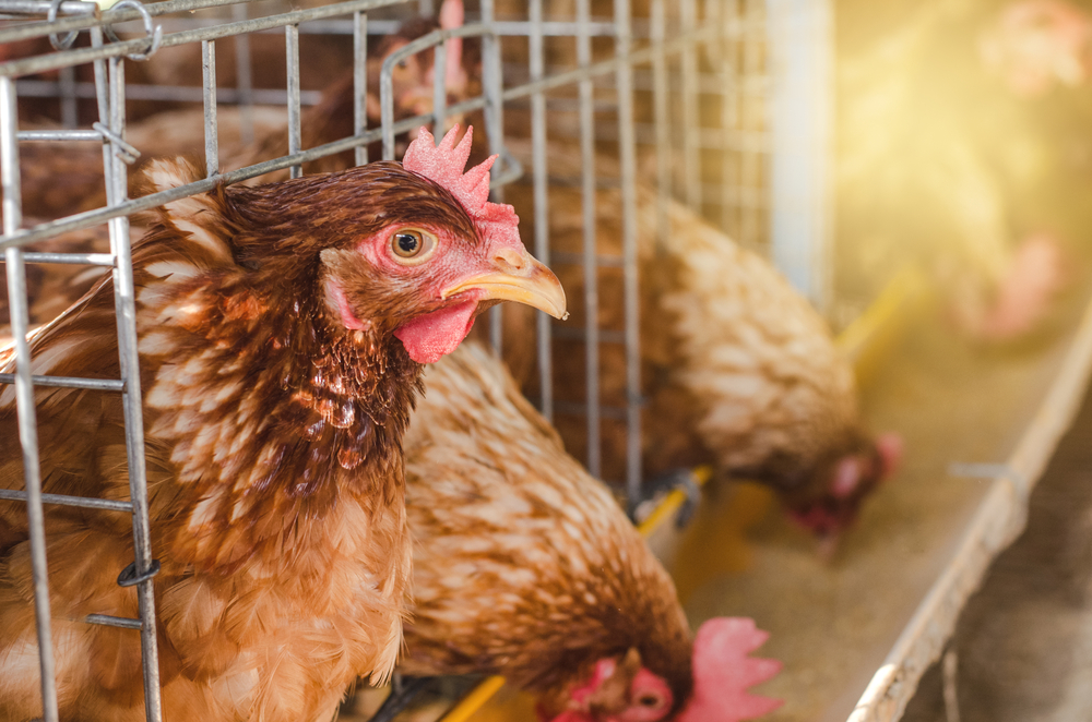 Building a Safe, Efficient Egg Supply Chain iGPS Logistics, LLC