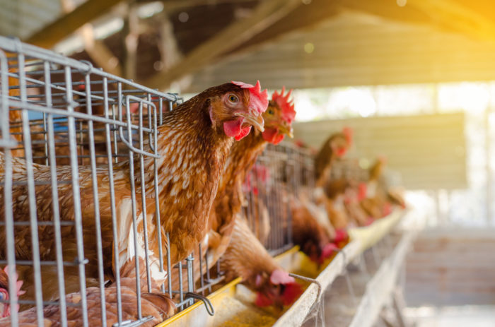 Salmonella can't be totally eliminated; traceability is one answer.