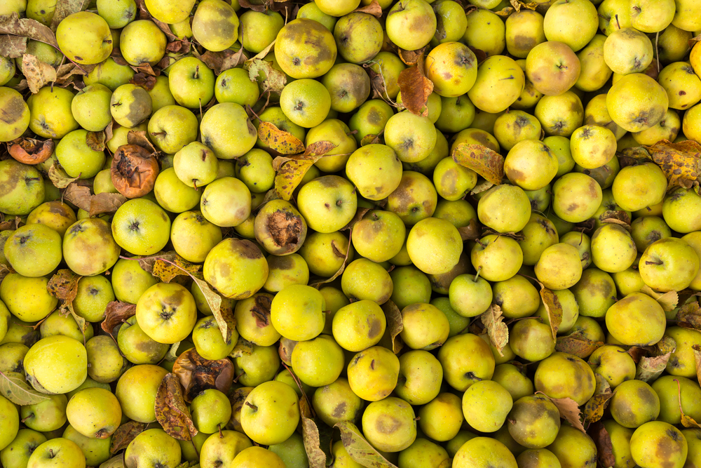 Bruised apples are considered food waste in the supply chain