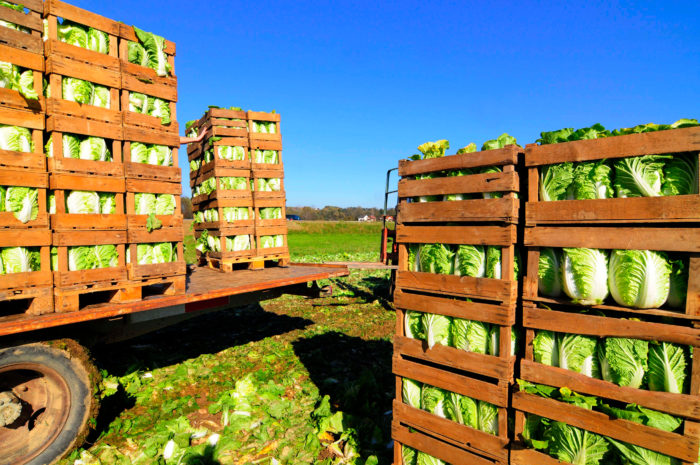 Preparing cabbage for low carbon supply chain