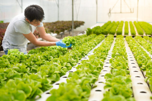 organic farm in low carbon supply chain