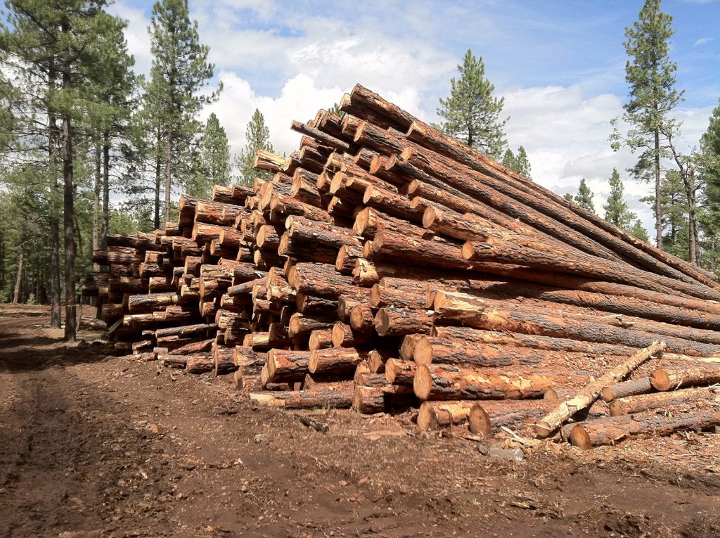 Why iGPS Plastic Pallets Are More Sustainable Than Wood - logging site