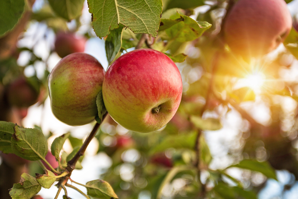 Apples on Tree for iGPS Client Case study, reduce product damage